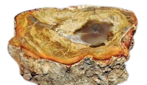Bois Fossilisé – pierre d’ancrage et de mémoire – Les Fées des Gemmes